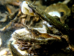 Palaemon serratus (common prawn) seeking refuge in an emp... by E&e Lp 